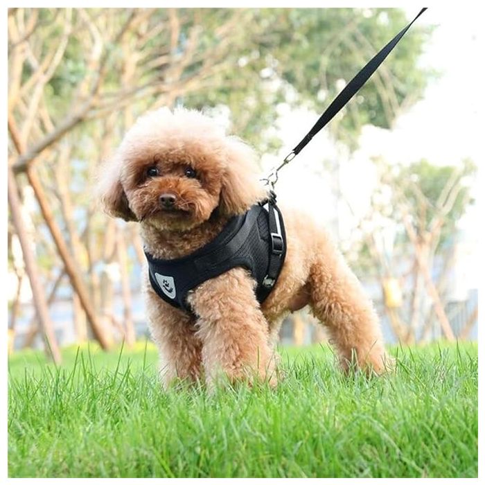 Arnés con Correa Reflectante y Transpirable para Perros - Envío Gratis