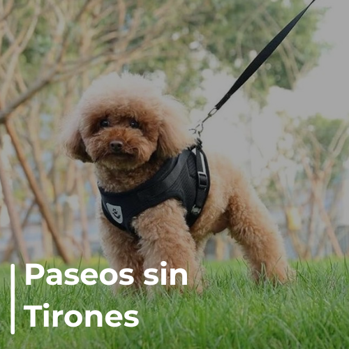 Arnés con Correa Reflectante y Transpirable para Perros - Envío Gratis