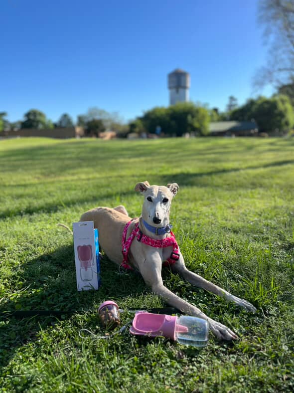 Dispenser Botella de Agua y Comida para Mascotas